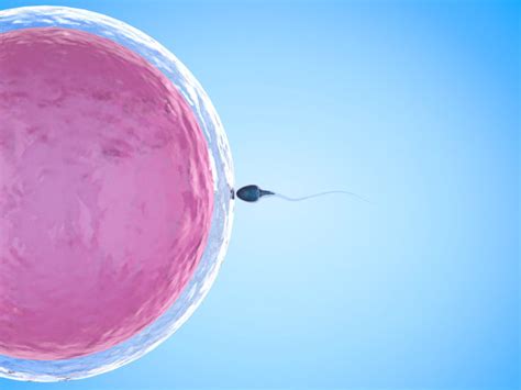 辅助生殖中精液如何优化处理|精子|精液|密度_新浪新闻