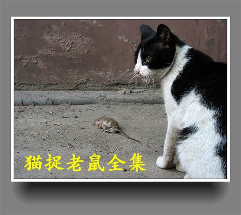 为什么猫咪抓老鼠后不吃而是玩？ - 知乎