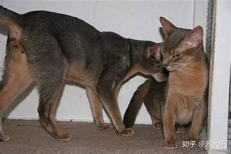 图解：公猫与母猫交配技术 - 知乎