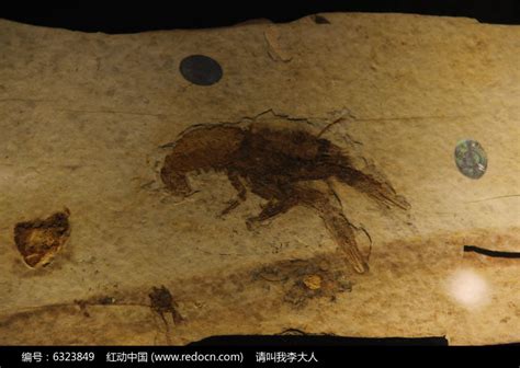 古代虫类化石高清图片下载_红动中国
