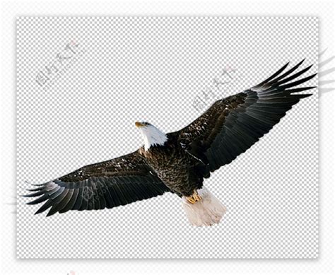 飞翔的雄鹰高清图片下载-正版图片600087370-摄图网