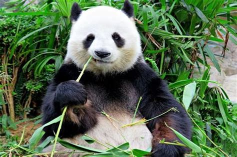 大熊猫为什么会变成吃素的动物_熊猫吃竹子的原因_十万个为什么