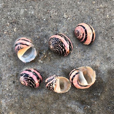 50种珍稀海螺,珍稀贝壳,海螺品种大全带图片_大山谷图库