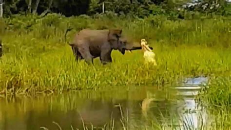 大象喝水却被鳄鱼咬住鼻子，象群集体冲过去，吓退鳄鱼！_腾讯视频