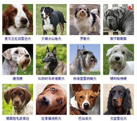 平均寿命最长的狗狗 狗狗的寿命是多长_宠物百科 - 养宠客