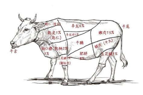 进口牛肉的基本介绍？ - 知乎