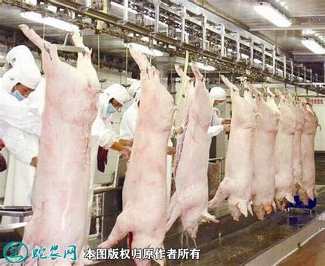 2021年生猪屠宰管理新修订、规范生猪屠宰进一步加强！ - 三农政策法规 - 蛇农网