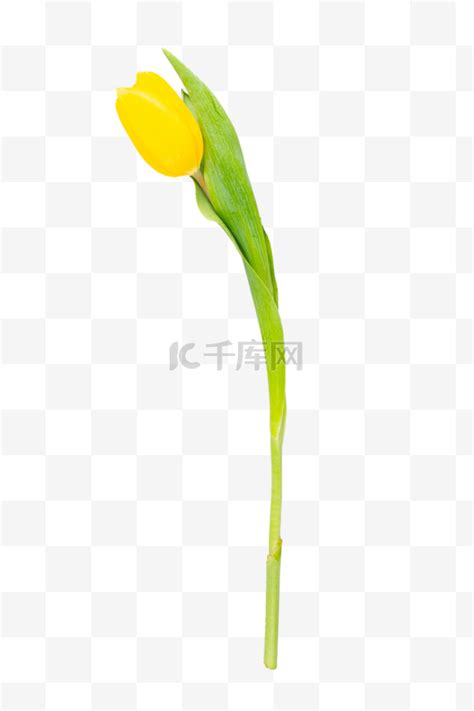 一枝花图片