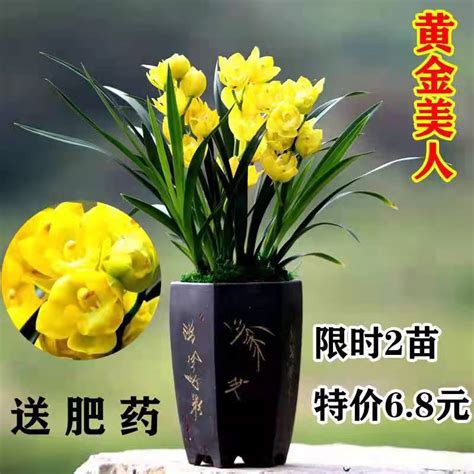 花色最黄的兰花，花香浓郁，花大色艳，非常的好养易活，耐寒性好