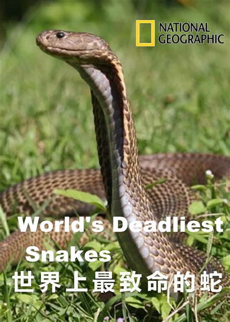 什么蛇是苦命蛇，2月/4月/7月/10月出生的属蛇人 — 久久经验网