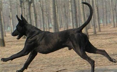 中华民族诞生的超级大黑狗，具有镇宅辟邪之功效，有灵魂神犬之称__凤凰网