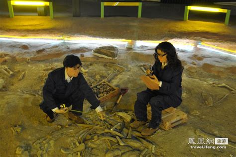 重磅!重庆发现世界级恐龙化石群