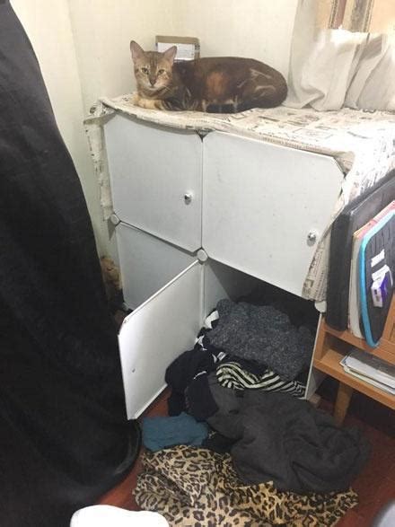 猫为什么喜欢躲在衣柜子里面 猫为什么喜欢躲在柜子上 - 宠物之家