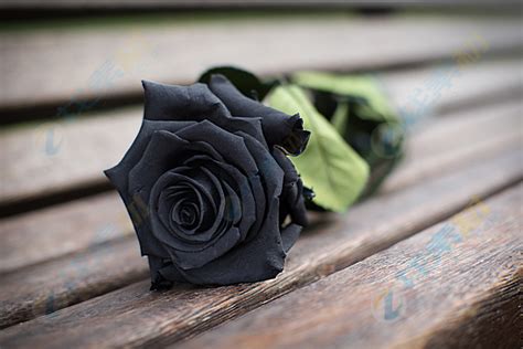 黑色玫瑰花高清图片下载-找素材