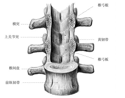 黄韧带位置图片