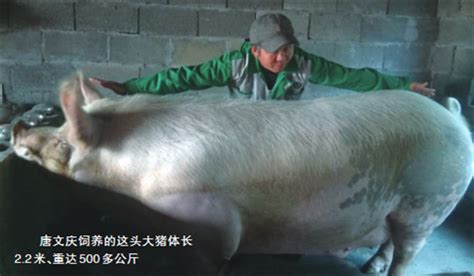 2.2米的500多公斤大猪欲破泰顺“猪王”纪录-新闻中心-温州网