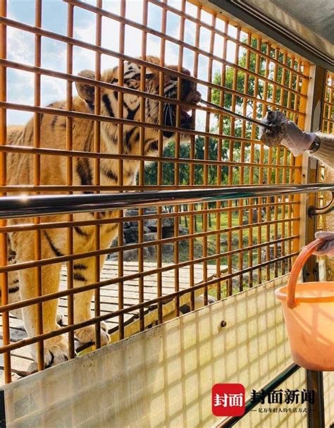 上海野生动物园猛兽区发生安全问题暂时闭园 游客：饲养员被熊撕咬