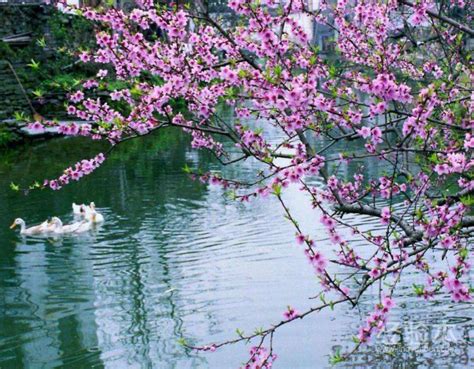 春天的诗意，都落在了广州！