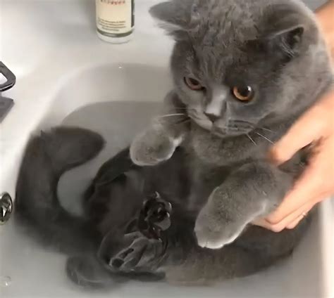 主人骗猫咪洗澡，刚打开浴霸， 主人被猫咪的表情吓到了！