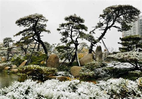 邢台123：艺博园迎来第一场雪，山石、雪松，景色美如画
