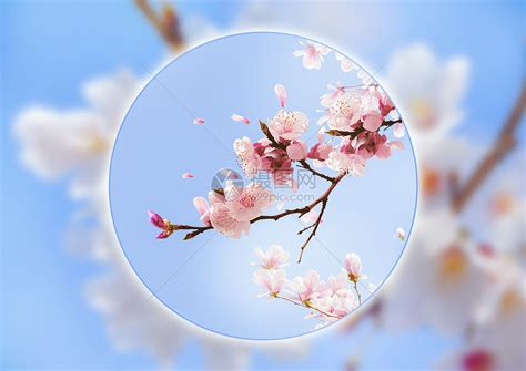 蓝色樱花背景图图片