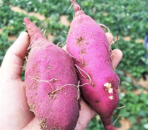 紫薯新鲜板栗红薯番薯地瓜蜜薯糖心10斤山芋烟薯香薯蔬菜农家自种_虎窝淘