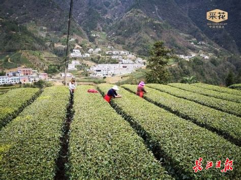 品牌茶叶加盟店哪个品牌好-华源茶业