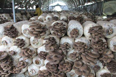 凤尾菇在家怎么种植？凤尾菇栽培技术-种植技术-中国花木网