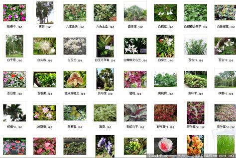 园林植物图片_园林植物图片及名称_淘宝助理