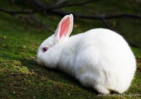 梦见白兔子是什么意思预兆 - 原版周公解梦大全