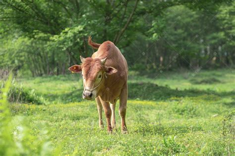 巴西一头小牛生下来有两个头 吃奶困难只能喂奶瓶