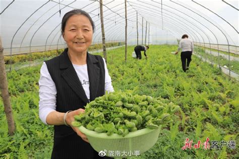 陇南成县：山野菜变成致富“黄金芽”