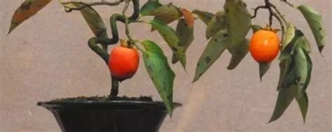 如何用柿子种子栽种盆景，要注意什么？