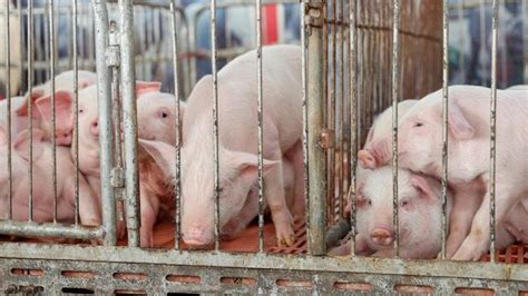 猪价维持低位，国家发改委将启动中央冻猪肉储备收储工作凤凰网河北_凤凰网