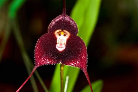 世界十大奇花 最神奇的10种花卉植物 奇特奇异之花-绿宝园林网