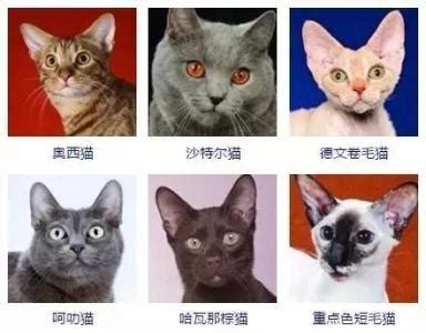 猫猫种类大全及图片,猫猫品种大全及图片,猫猫大片带名字_大山谷图库