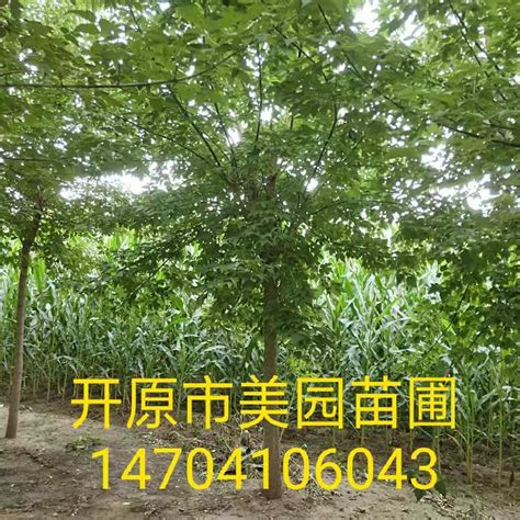 供应糖槭_米径12公分_保定种植地 | 博野县博泽苗圃场
