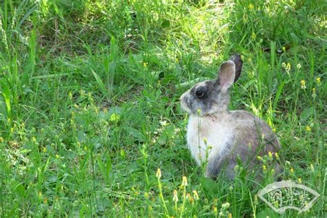 属兔的生在几月最好命(属兔上等命的出生的五个月份)-风水人