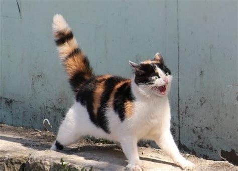 猫咪尾巴竖起来什么意思？猫咪尾巴不同姿势代表的含义 - 胖萌舍宠物网