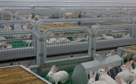 闽侯深山有位大学生养兔达人 改造兔笼自动化养殖_福州新闻_海峡网