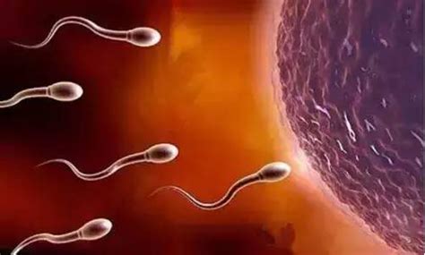 母猪的排卵受孕过程，清晰呈现在你眼前，有图有真相！_精子