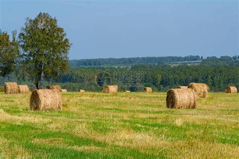 收获后田地上干草夏季农牧业场为养牛准高清图片下载-正版图片506426980-摄图网