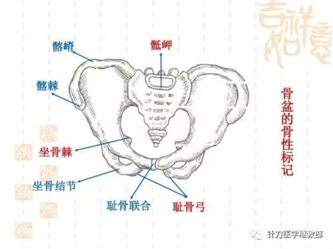 坐骨棘位置示意图图片