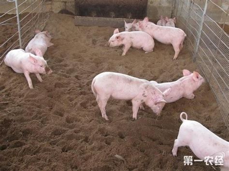 常见的几种猪场类型，哪种能防御非洲猪瘟？ - 猪好多网