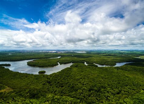 巴西亚马逊河上高清图片下载-正版图片503534028-摄图网