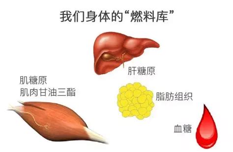 脂肪图片