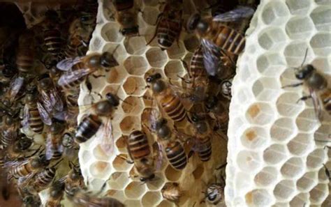 蜂巢中的蜜蜂皇后产卵蜂蜜蜂窝昆虫药品六边形养蜂人蜂房养蜂业花粉女王高清图片下载-正版图片322077238-摄图网