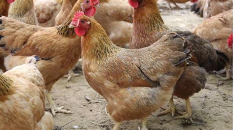 全世界最好吃的8种鸡，吃过5种以上，绝对是家里有矿的土豪