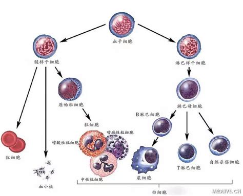 什么白血病—人体造血系统科普篇 – 文章管理后台