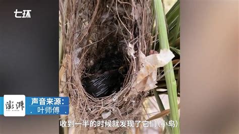 收割水稻时发现一窝小鸟，男子用竹子固定保护_凤凰网视频_凤凰网